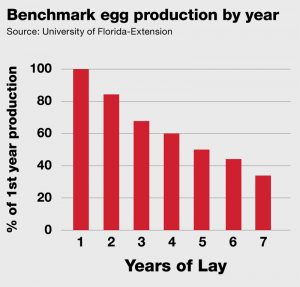 Chicken Egg Production